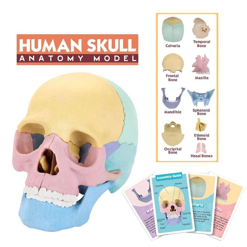 4d Human Skull Model Detachable Specimen Cranium Model Educational Toy