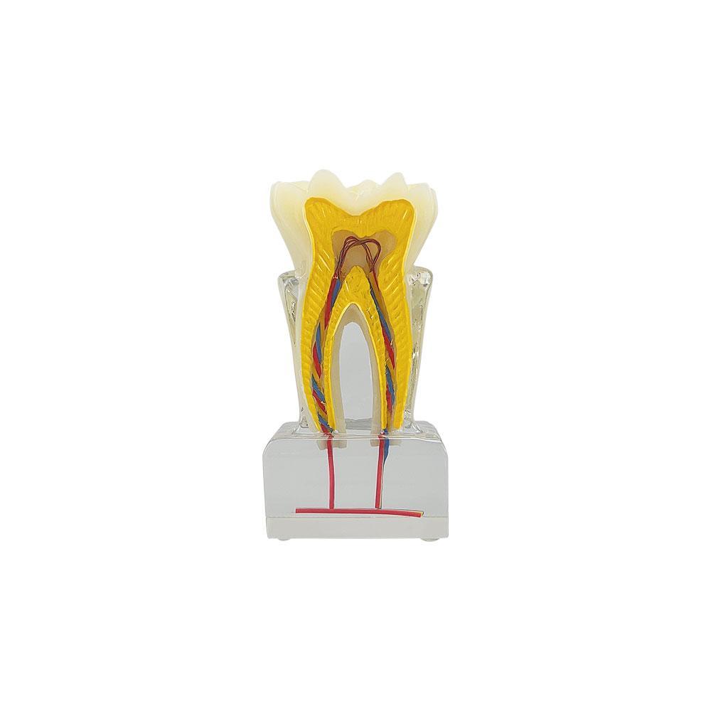 3D Teeth Anatomy Dental Model Teaching Study Dental Anatomical Model for Dentist Patient Education Demonstration Dentistry Items