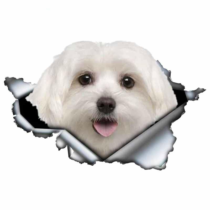 LYKX Lovely Maltese Pet Dog Car Sticker Decoration Waterproof Window Boot Decal Motorcycle Cover Scratch PVC Decals