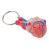 2 Stück Menschliches Herz Schlüsselanhänger Mini Modell Skelett Bewegliches Gelenk PVC Material Geeignet für
