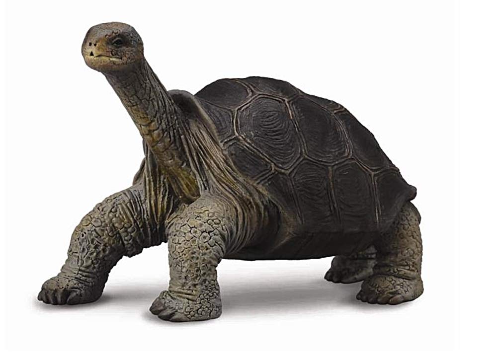 CollectA Galapagos Giant Tortoise Figure 88619