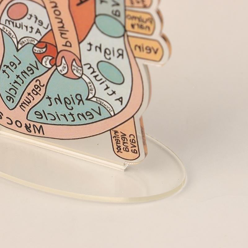 2D Heart Anatomy Acrylic Model - Educational And Decorative Teaching Tool For Home Office Classroom Clinic Medical Office