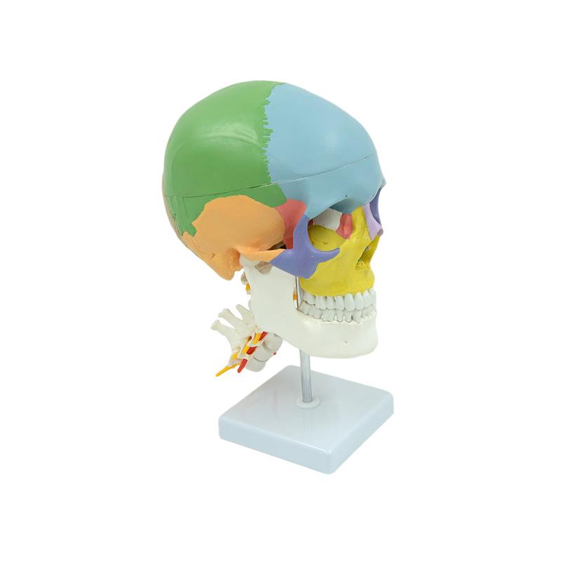 Colored Human Skull Model with Cervical Vertebrae and Spinal Nerves for Teaching and Simulation
