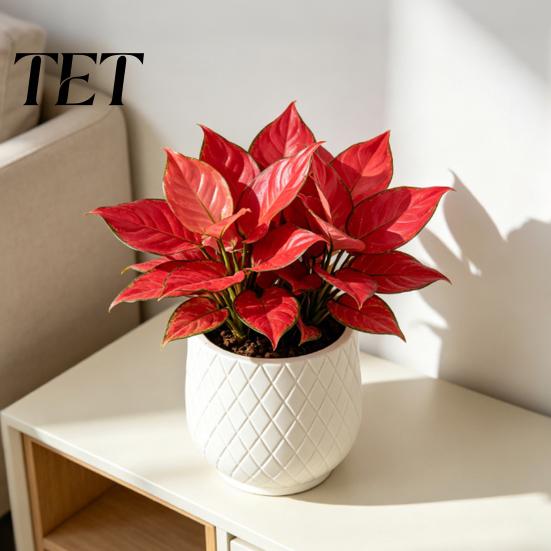 Große weiße Pflanzgefäße für Zimmerpflanzen Blumentopf mit Rautenprägung, Robuster Pflanztopf Moderne minimalistische Töpfe Fensterbank Außenpflanzen,