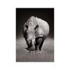Black White Animal Wall Art Prints Unframed Modern Wild Lion Tiger Gorilla Posters for Living Room Bedroom Decor