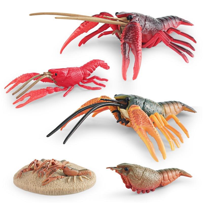 Simulation Of Marine Animal Crayfish Growth Cycle Model Crayfish Growth Process Ornament Toy