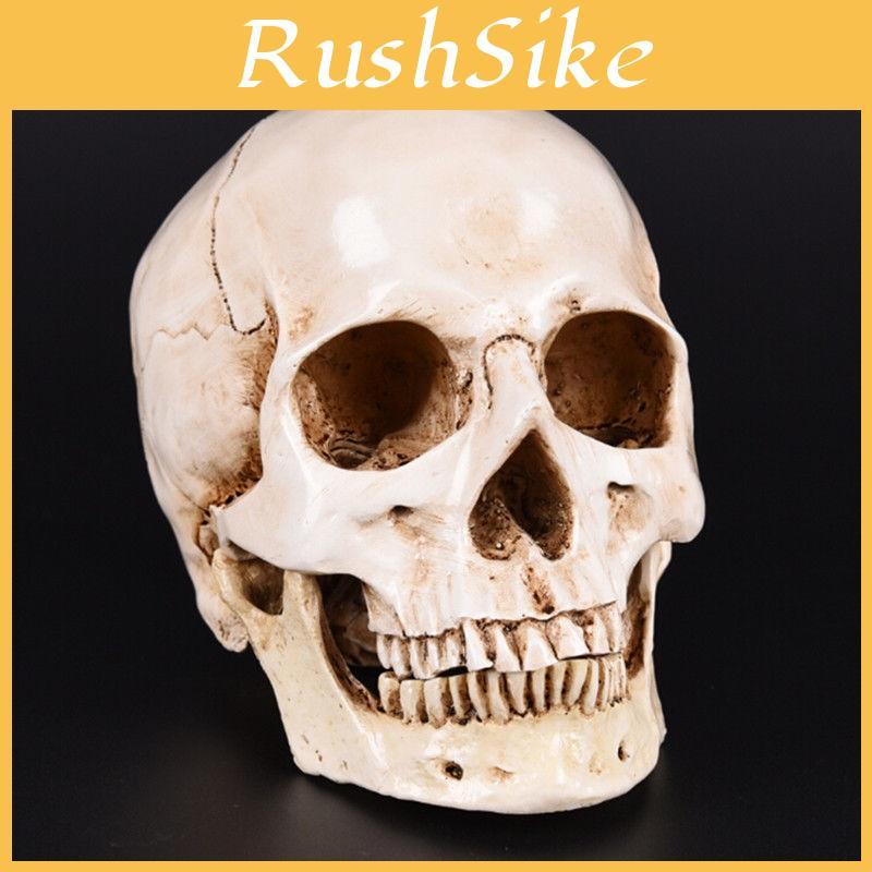 Teschio Umano in Resina Bianca a Grandezza Naturale Premium Ideale per Esposizione di Halloween