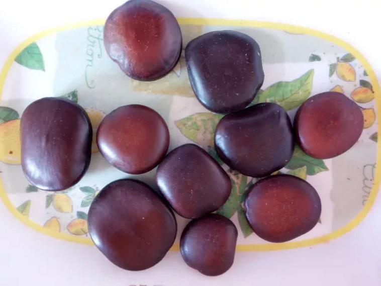 2 SEMI Di ENTADA RHEEDII -SEMI FRESCHI - African Dream Herb beans