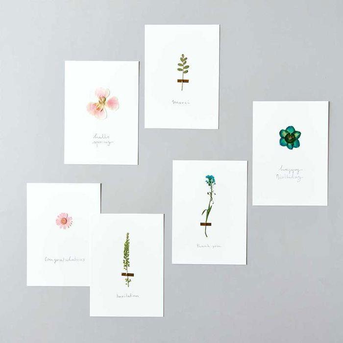 Fleurs pressées - RICO DESIGN - Oeillet - Lot de 6 - 5 à 7,5 cm - Tendance déco