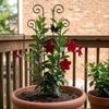 Thickened Plant Climbing Trellis Butterfly Shaped Vine Climbing Rack  Potted Plants