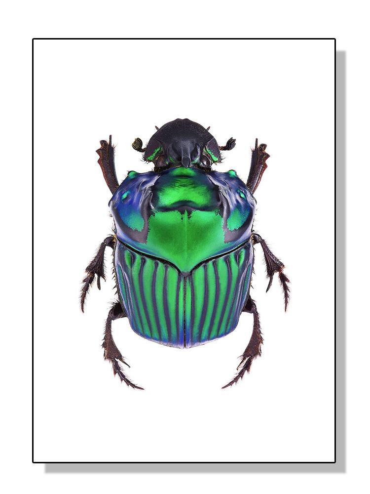 HD-Druck, Insektenkäferrassen-Sammlung, Poster und Druck, Leinwandgemälde, Retro-Wandkunst für Wohnzimmer, Heimdekoration, Cuadros