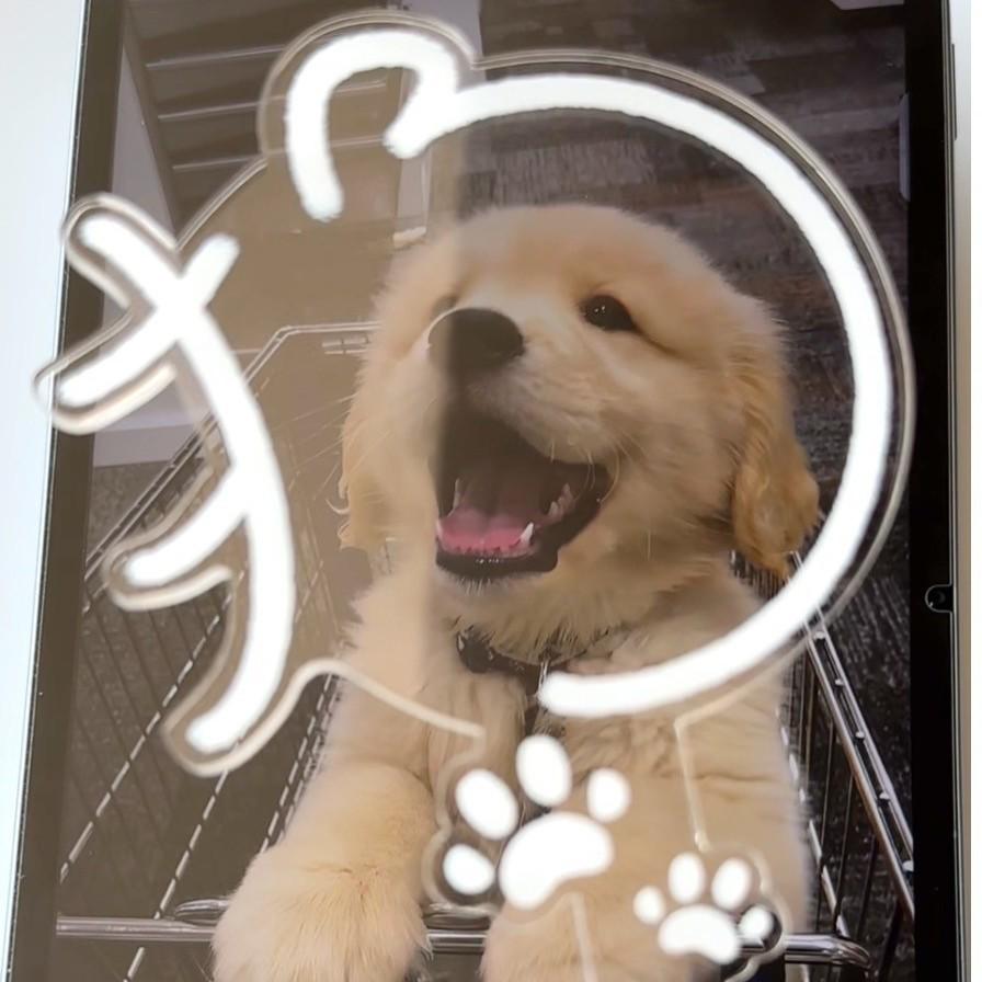 

Creative 58mm Cat & Dog Acrylic Badge for Storage, Display, Punch Cards, or Outings