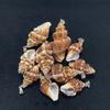 10Pcs Natural Ribbed Whelk Shell Charms 13×19~21×32mm Seashell Pendants With Silver Bail DIY Beach Jewelry