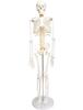monolife Human Skeleton Model, Skeleton Specimen, Working, Upright Stand, Educational Material, 85cm 1/2 Model (White, Round Base)
