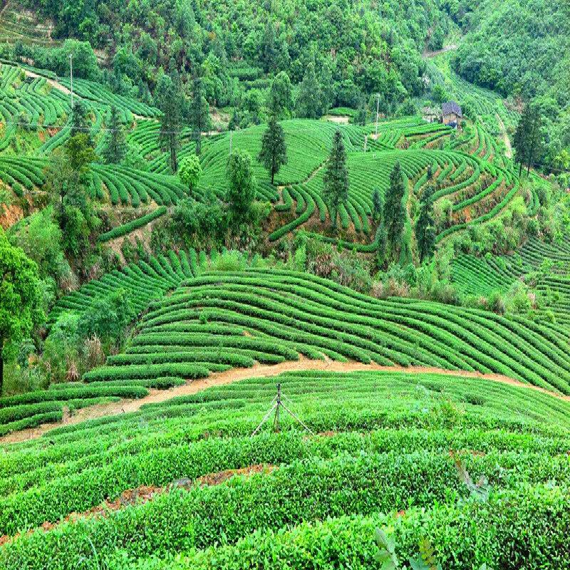 Органический чай Гуань Инь Улун 250 г Китайский зеленый чай Тегуаньинь Полезный напиток — фото 12