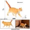 Solid Orange Persian, Ragdoll, Somali, and Blue Short-haired Cat Simulation Models