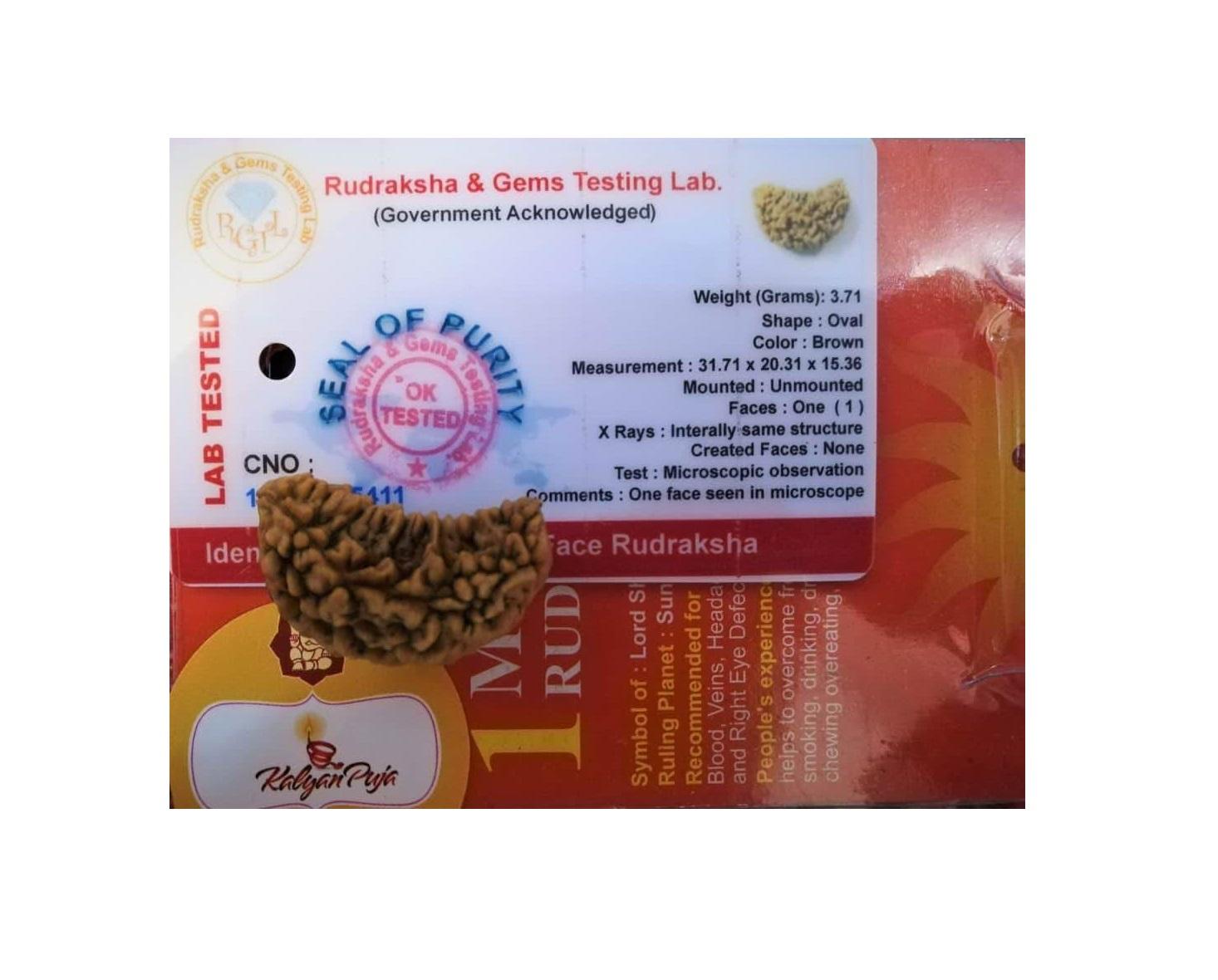 Рудракша сертифицированная (1 мукхи), 1 Mukhi Certified Rudraksha, Kalyan Puja