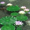 Yousheng Artificial Lotus Realistic Floating Lily Pads Pond Decoration Faux Lotus Blooms Fake Lily Pads for Garden Patio Pond Decor