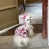 Spring/Summer Rose Dress Pet Cat Dog Yorkshire Maltese Dress Romantic