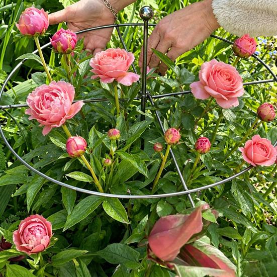 Peony Cage, Plant Support Cage with Four Legs, Heavy-Duty Metal Plant Support Ring for Roses Tomatoes Cucumbers Hydrangeas