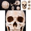 Realistische Lebensgroße Menschliche Anatomie Weiße Harzreplik Schädel Für Halloween-Dekor