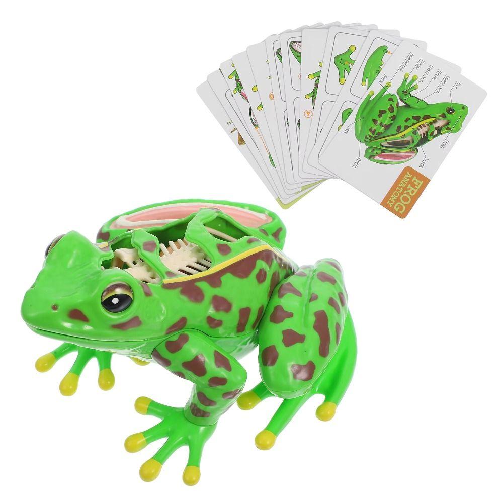 Early Learning Biology Education Toy Frog Organs Frog Dissection Model Frog Anatomy Model  Kids Toy