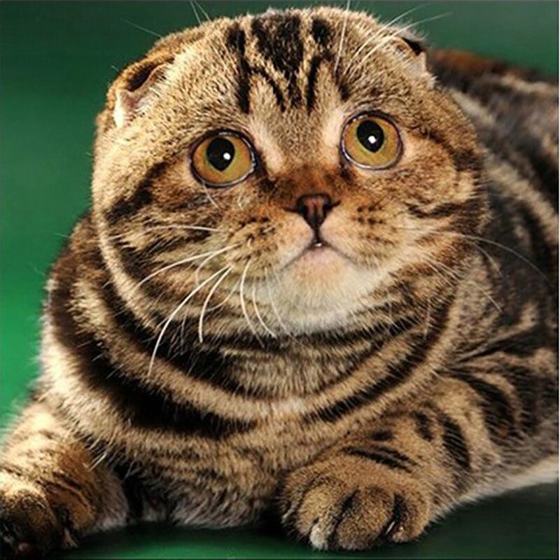 DIY Diamantový obraz Kočka Diamantové vyšívání Zvířecí křížový steh Celokulatý vrták Kamínková ručně vyráběná umělecká výzdoba domova Dárek