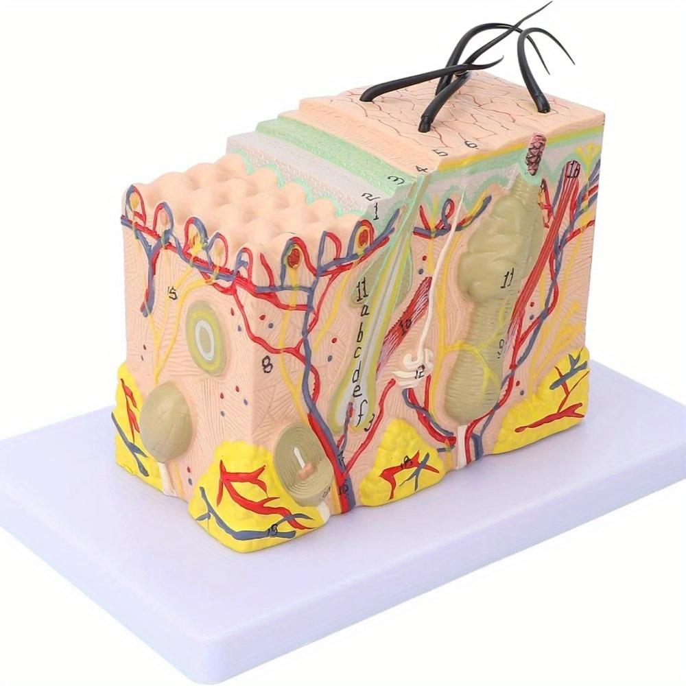 

Увеличенная в 35 раз анатомическая структура кожи человека с волосами, увеличенными для биологической косметической хирургии