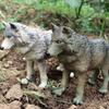 Large Solid Tibetan Gray Wolf Model - Children's Cognitive Toy Ornament