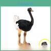 Kids Nature Animal Figure Desert Ostrich Collectible Toy For Learning And Display