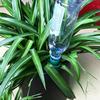 Plant Automatic Watering Device Vegetables Flower Garden Automatic Dripper Plant Potted Self Water Seepage Watering System