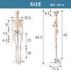 UPstore Mini Full Body Human Skeleton Model, 45cm 1/4 Scale Tabletop Model with 8 Movable Parts, Skull, Jaw, Shoulders, Elbows, Wrists, Hips, Knees, a