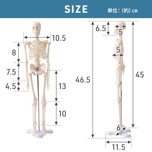 UPstore Mini Full Body Human Skeleton Model, 45cm 1/4 Scale Tabletop Model with 8 Movable Parts, Skull, Jaw, Shoulders, Elbows, Wrists, Hips, Knees, a