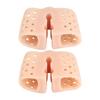 Breathable Double-Hole Flip-Flops with Toe Separator for Hallux Valgus and Overlapping Toes