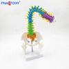 45cm Bendable Human Spine Model with Vertebrae, Pelvis, and Femur