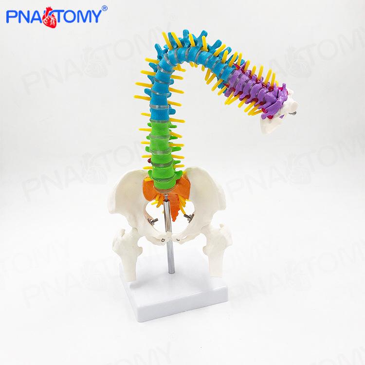 45cm Bendable Human Spine Model with Vertebrae, Pelvis, and Femur 45cm