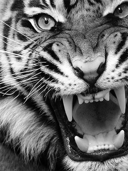 5d Diamant Malerei voller Bohrer Tiger Löwe Quadrat/Runde Stickerei Kreuzstich Tiere Mosaik Kristall Home Decor