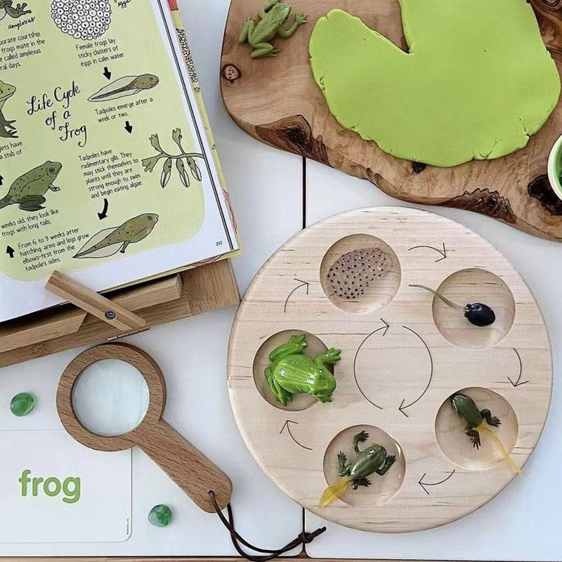 Montessori Wooden Lifelike Insect Animal Life Cycle Board Teaching Plant Animals Growth Cycle Model Set Preschool Cognitive Toy