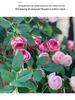 Artificial Rose Vine Wall Hanging for Indoor Decoration