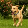 Durable Leather Reflective Dog Collar Metal Buckle Soft Rivets Pet Collar Decorative Adjustable Dog Necklace Pet Supplies
