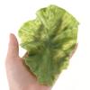 Plastic Fake Lettuce Leaves Green Realistic Salad Green Vegetables  Party Decoration