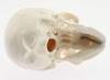 Skull Model with Movable Jaw and Art Drawing Olive-G Palm-Sized Joint, Instructions,