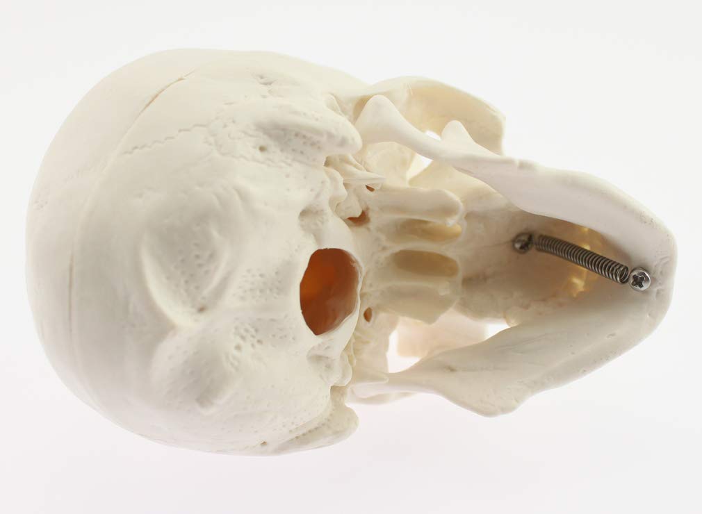 Skull Model with Movable Jaw and Art Drawing Olive-G Palm-Sized Joint, Instructions,