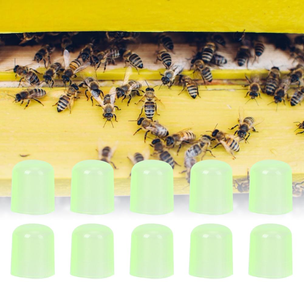 1000pcs Queen Cell Cups Queen Rearing System Honey Bee Beekeeping Supplies