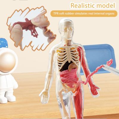Human Body Model with Tray Tweezers Glow-in-the-dark Removable Human Torso Anatomy
