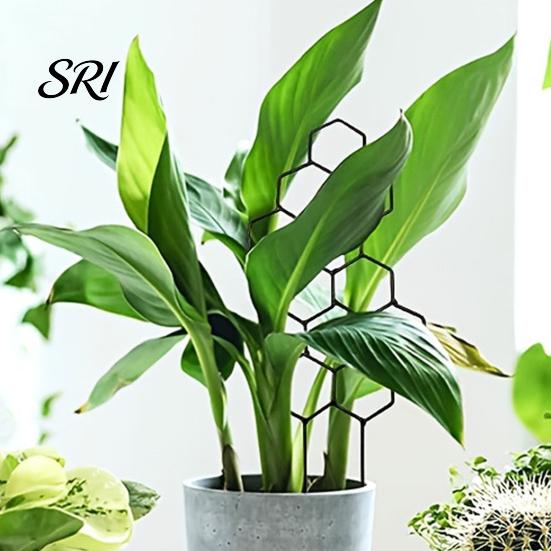 Heavy Duty Garden Trellis Plant for Climbing Plants Rustproof Planter Decorative Flowers Support Potted Monstera Ivy Pothos Flower Vine Growth