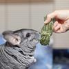 Rabbit Chew Toys For Teeth Chewable Grass Ball For Hamster Gnawing And Teeth Grinding Snacks To Keep Teeth Clean For Hamster