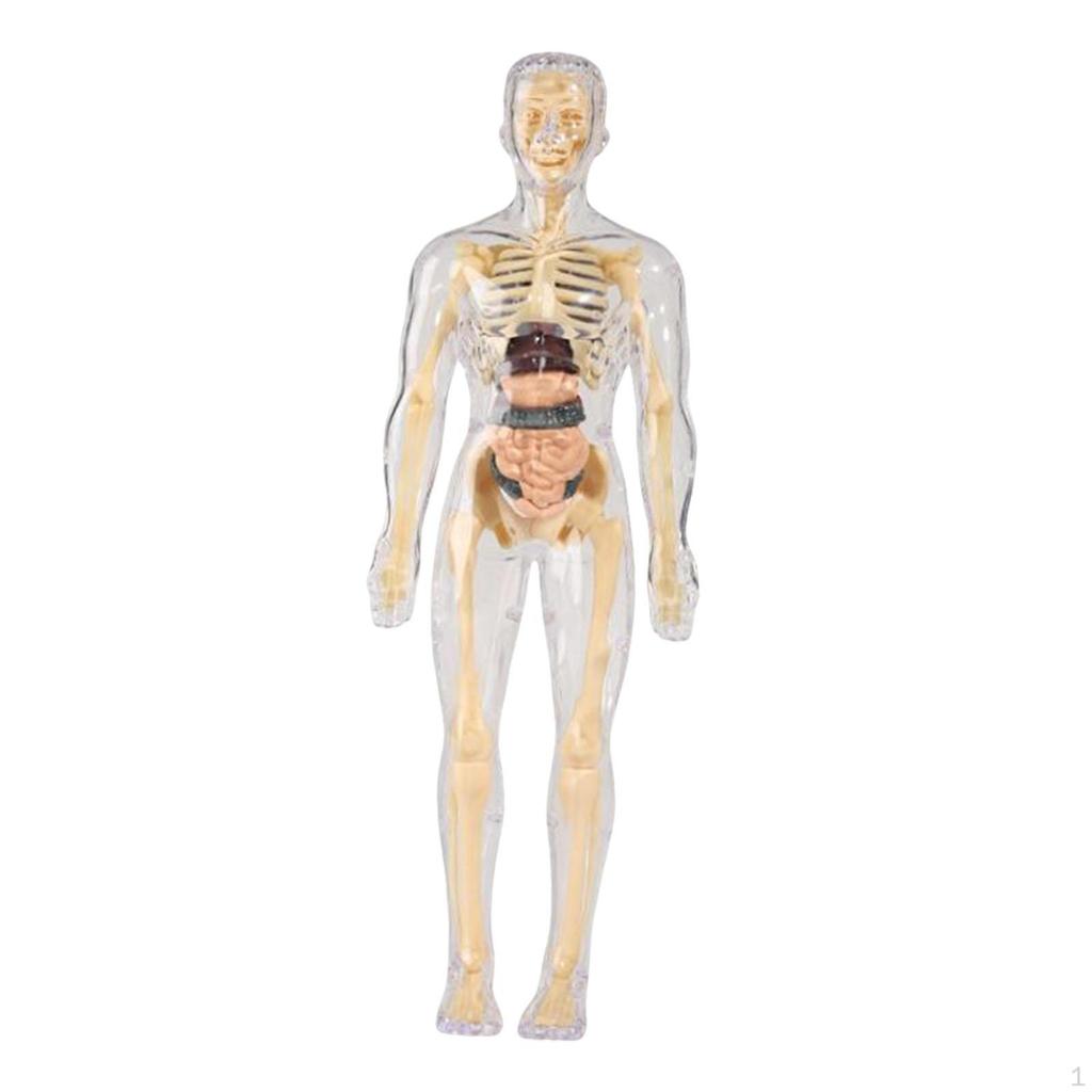 Anatomy Learning Tool for Classroom Use Featuring Removable Organ Parts