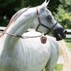 Verdickte rustikale Eisenklingel für Hundehalsband Pferdegeschirr Schaf Ziege Nutztier Ohrclip Viehidentifikation Gartendekoration