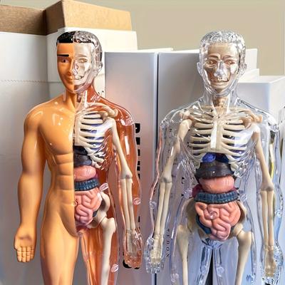 Educational Learning DIY Assembly Toys Kits Body Organ Medical Teaching Tools 3D Puzzle Human Body Anatomy Model Toy